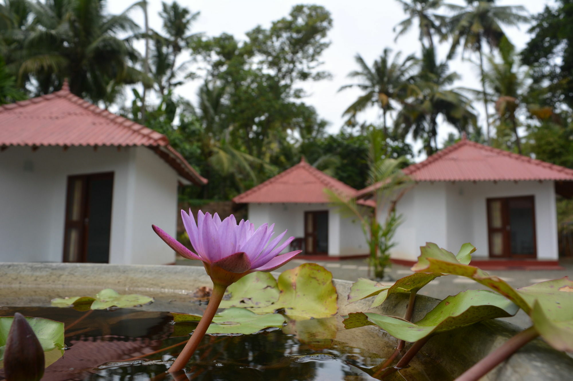 Blue Whale Lagoon Resort Ахангама Экстерьер фото